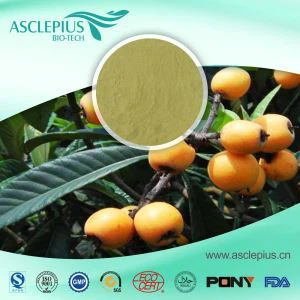 Pembekal Serbuk Ekstrak Ligustrum Lucidum Ait Pemborong /Bahan Aktif ialah Asid Ursolik